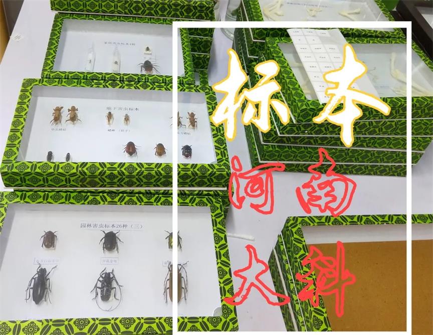 簡單制作生物標本、切片的方法